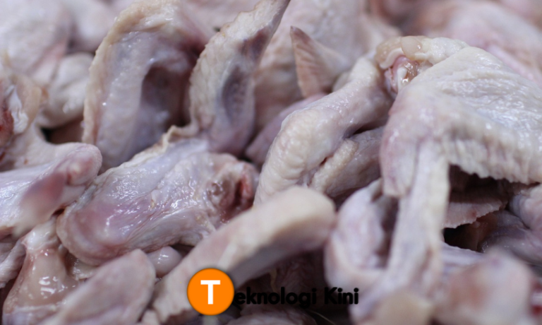 memilih daging ayam