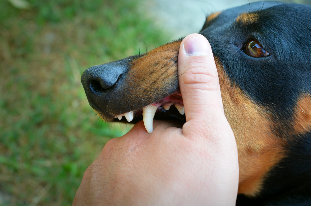 Pengobatan Rabies