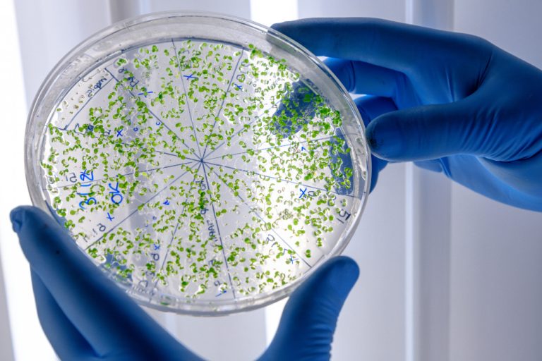 mikrobiologi