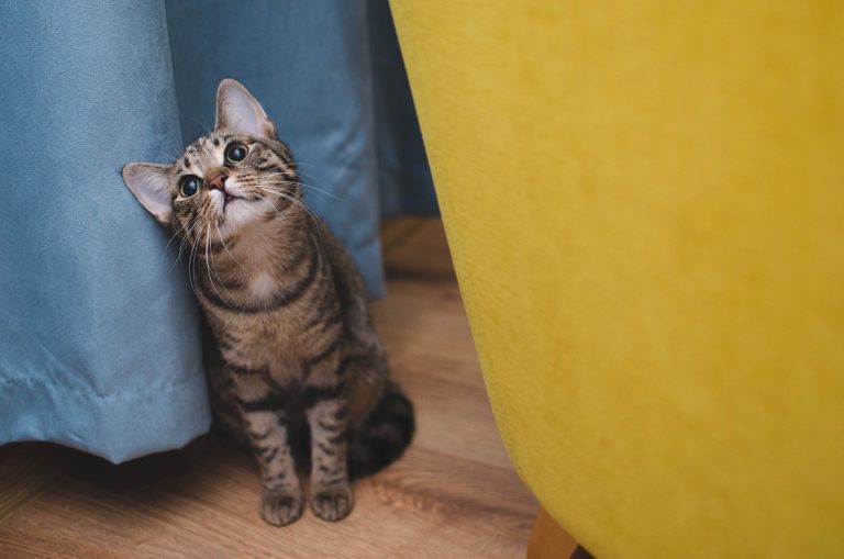 Kucing