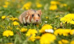 memelihara hamster