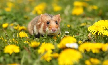 memelihara hamster