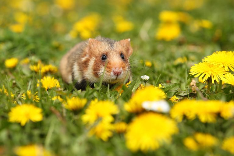 memelihara hamster