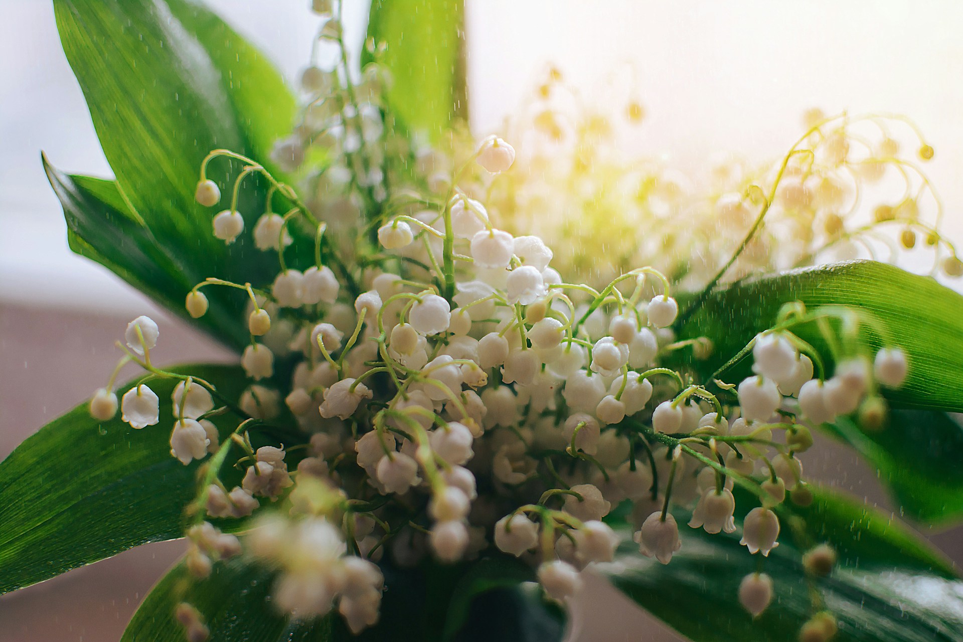 Lily of the valley