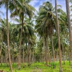 bisnis perkebunan kelapa
