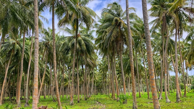 bisnis perkebunan kelapa