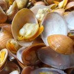 kandungan kerang