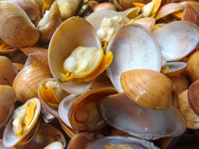 kandungan kerang