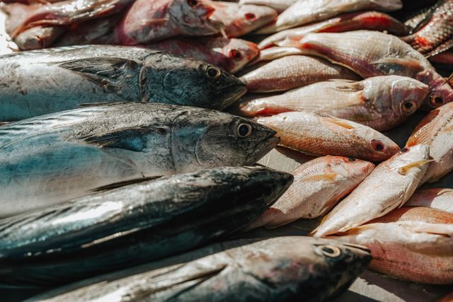 jenis ikan laut konsumsi