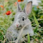 tips memelihara kelinci